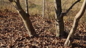 Обрезка грецкого ОРЕХА. Что НУЖНО ЗНАТЬ?