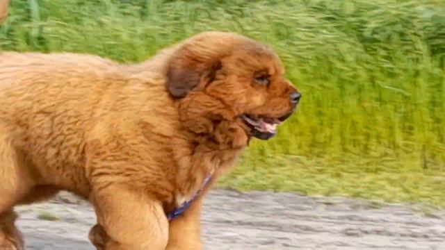 Тибетский мастиф, девочка, 3,5 месяца смотреть онлайн