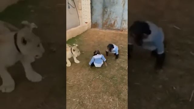 Прикольные Животные?