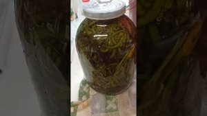 рецепт как засолить папоротник
