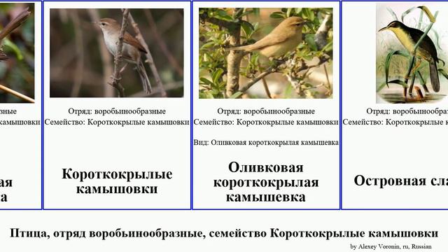 Птица, отряд воробьинообразные, семейство Короткокрылые камышовки bird камышевка Горная Фолидорнис смотреть онлайн