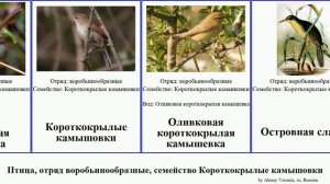 Птица, отряд воробьинообразные, семейство Короткокрылые камышовки bird камышевка Горная Фолидорнис