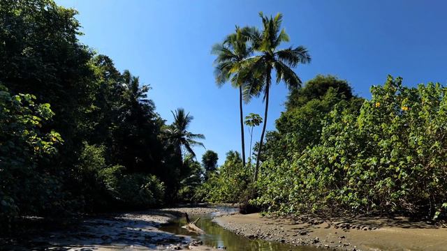 Dan Gibson’s Solitudes - Into the Clouds | Costa Rica смотреть онлайн