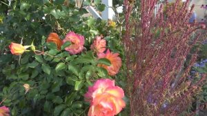 Утро на 6 сотках в октябре 2023 года