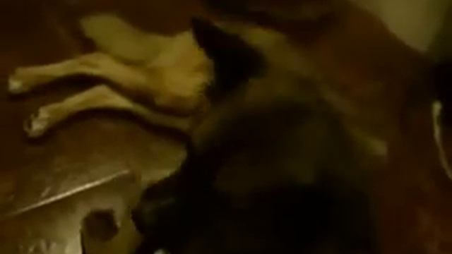 Dog singing with flute.mov смотреть онлайн