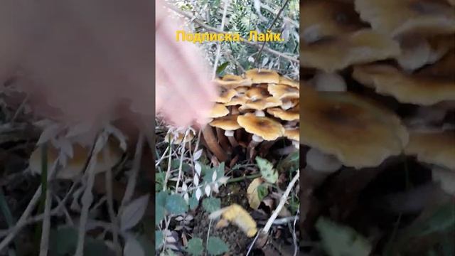 Грибы. Опята летнии. смотреть онлайн