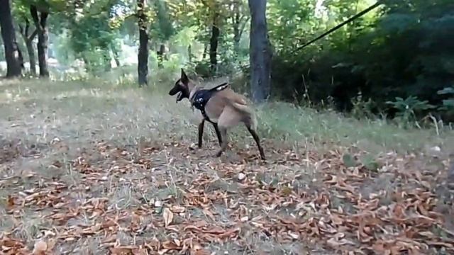 Шлейка для собак и малинуа смотреть онлайн