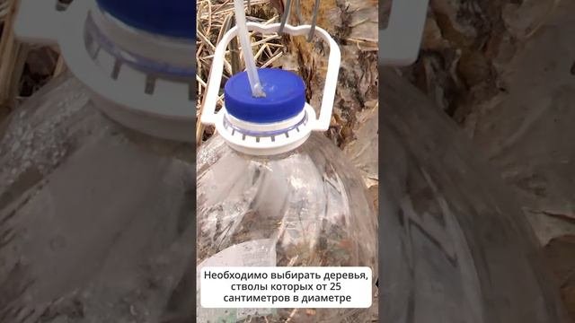 На Сахалине в активную фазу вошел сбор березового сока  #сахалин #новостисахалина #березовыйсок