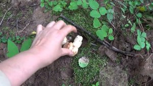 В лес по грибы 8 августа 2017г 2