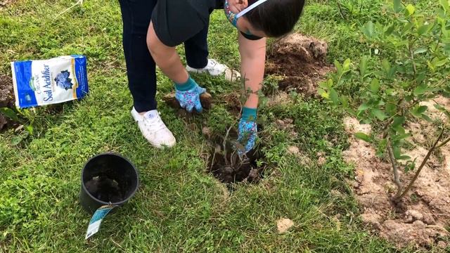 How to Plant Blueberry Bushes at Home // Magnolia Street Garden смотреть онлайн