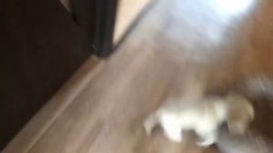 Дрессировка спаниеля Арчи в 2 месяца.