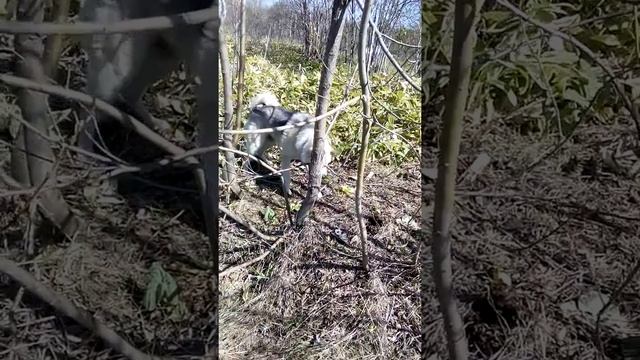 лайка охотится на змею смотреть онлайн