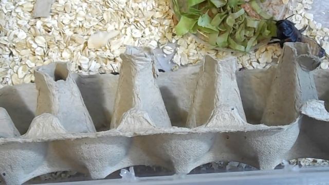 Мадагаскарские шипящие тараканы / Содержание / Описание вида