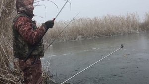 Ловля полузимней плотвы на маховое удилище DAIWA ninja tele pole!