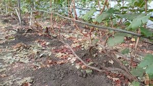 Осенняя подкормка винограда, залог будущего урожая