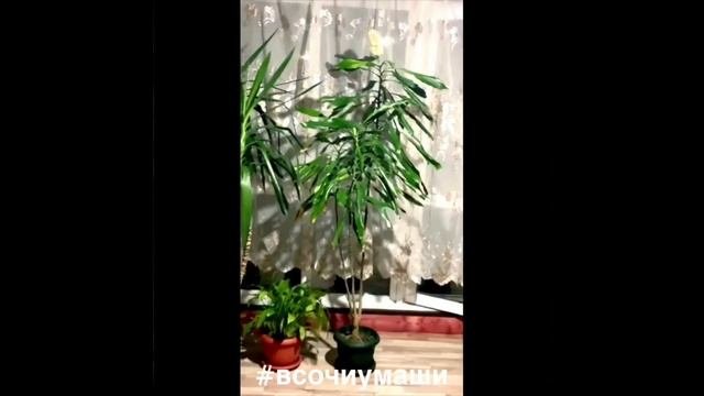 Драцена или «дерево счастья» #всочиумаши