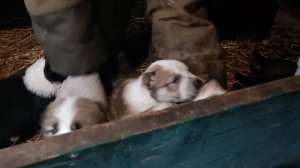 щенки алабай 30 дней,крупные, красивые