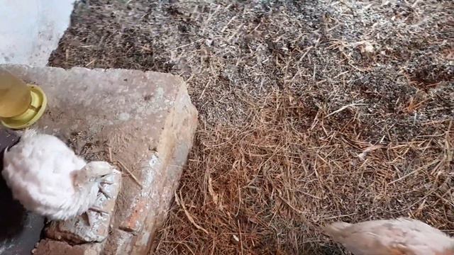 новые индюшата белые широкогрудые 18 и 20 мая вывода смотреть онлайн