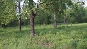 Красота русского леса!июнь 2019 год!