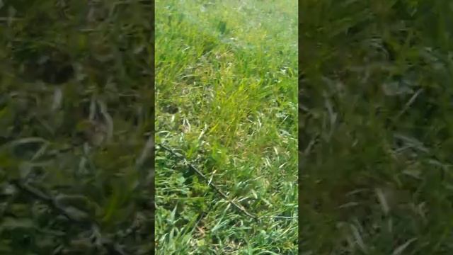 Ловля птиц на сеть неудача 1часть смотреть онлайн