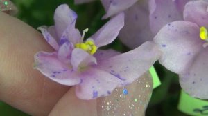Селекция миниатюрных фиалок - опыление.