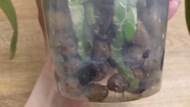 ТЕПЕРЬ орхидеи НЕ ПОТЕРЯЮТ корни! ПЕРЕСАДКА орхидеи ВНЕ ПОВОДА! КАК УКОРЕНИТЬ орхидеи ПОСЛЕ ПОСАДКИ смотреть онлайн