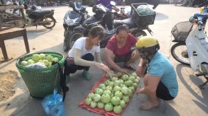 Harvest Melons Goes To The Market Sell - Taking Care of Pigs, Gardening on The Farm - Free Bushcraf