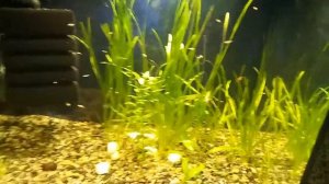 Кристально?чистая вода в аквах аэрлифтный фильтр...