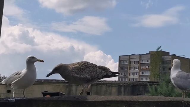 Чабар - птенец чайки...