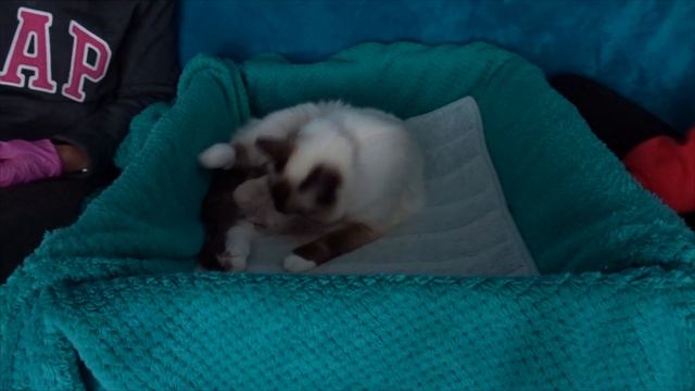 RAGDOLL CAT GIVING BIRTH TO TWO KITTENS + weigh-ins | Claudia GG смотреть онлайн
