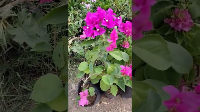 bougainvillea pink flowers# my garden so good looking plant 🌱# ornamental vines plant