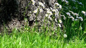 Муж сослал умирающую жену в глухомань, но то, что сделала супруга, он точно не ожидал...