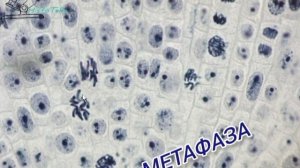 МИТОЗ растительной клетки