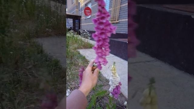 Зацвела наперстянка. Нереальное цветение гайлардии