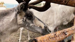 ТЕРИБЕРКА полный обзор| КИТЫ и Тундра| как добраться, что посмотреть, цены, погода,советы| ЛЕТО 202