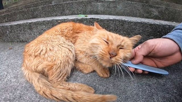 階段に座っていた老猫をモフモフしてみたら смотреть онлайн