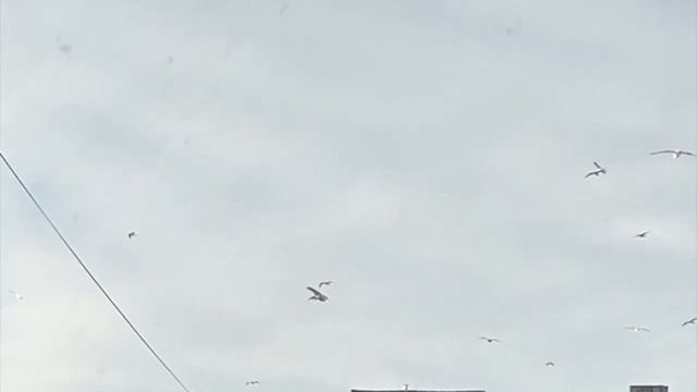 Птицы Советска/Тильзита из моего окна Часть 2, 2021–2022 смотреть онлайн