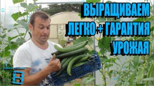 ЛУЧШЕЕ ДЛЯ ВЫРАЩИВАНИЯ ОГУРЦОВ, ПОМИДОРОВ И ПЕРЦЕВ - ГАРАНТИЯ УРОЖАЯ. САД (ОГОРОД) И ТЕПЛИЦА