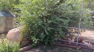 Обзор хвалёной соковарки и какие работы предстоят