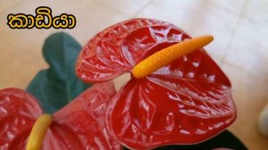 ඇන්තූරියම් වර්ග හදුනාගෙන මිලදී ගනිමු | anthurium varieties | anthurium plants | anthurium wagawa