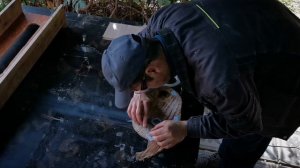 ПАЗОВАЯ прямая фреза АЛМАЗ, тестируем новую фрезу, выравнивание спила старого ДУБА