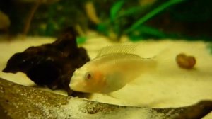 Малек пельвикахромис пульхер альбинос (Pelvicachromis pulcher albino) начало третьего месяца