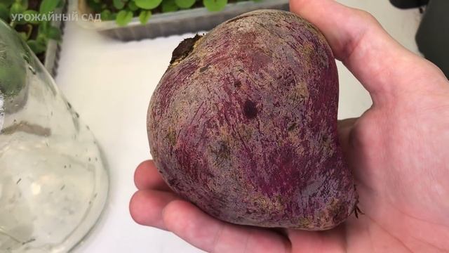 Цветы Без Ума От Этой Простой Подпитки! После Такого Полива Все Цветы Оживают и Зацветают. смотреть онлайн