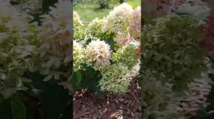 Метельчатая гортензия Самарская Лидия, Скайфол, Меджикал мунлайт.