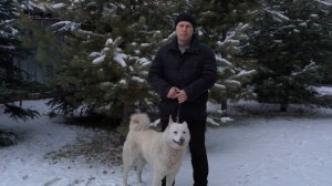 Западносибирская лайка. Охотничьи собаки в Казахстане