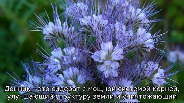 Сидераты для картофеля