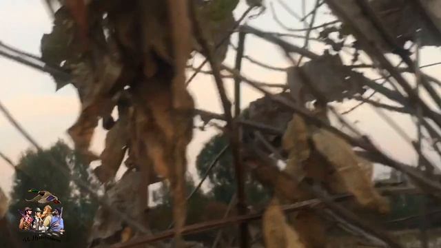 duck hunting/gadwall duck shooting/ördek avı смотреть онлайн