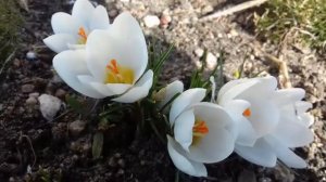 Что посеять (посадить) в сентябре- октябре?