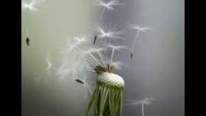 Занятие по познавательному развитию " Одуванчик"