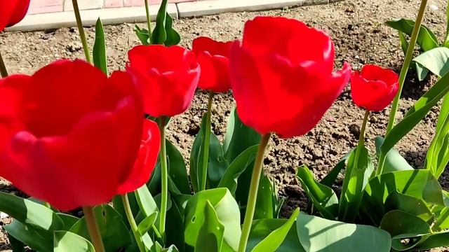 Как цветет вишня. смотреть онлайн